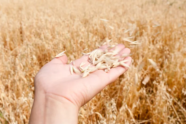 stock image The oats flies