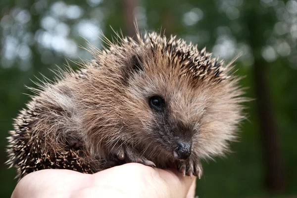 stock image Hedgehog on a palm