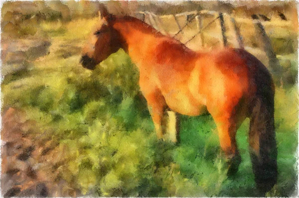 Ilustração, cavalo — Fotografia de Stock