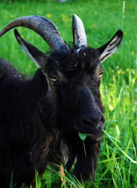 Black she-goat — Stock Photo, Image