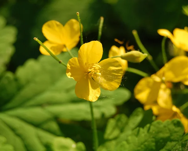 Yellow flowers, greater celandine — Stock Photo, Image