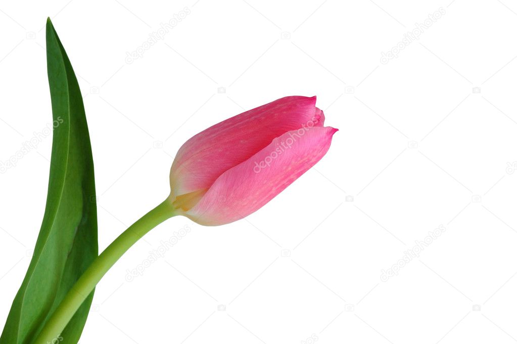 Tulip isolated on the white