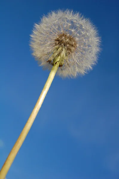 stock image Big white dandelion