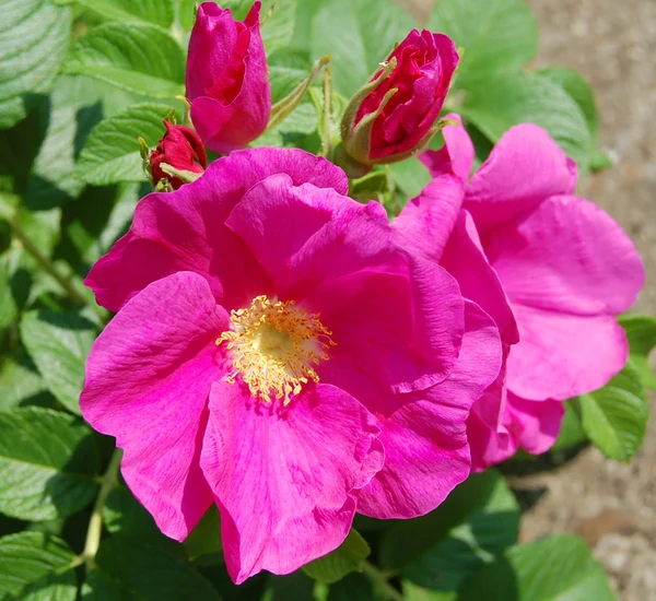 Flores de rosa de perro —  Fotos de Stock