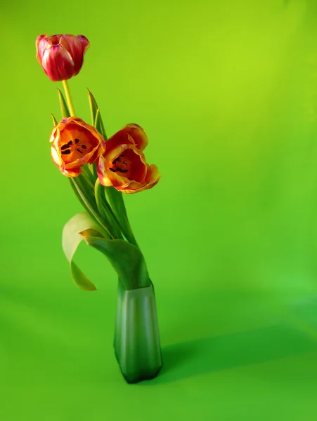 Tulipáncsokor — Stock Fotó