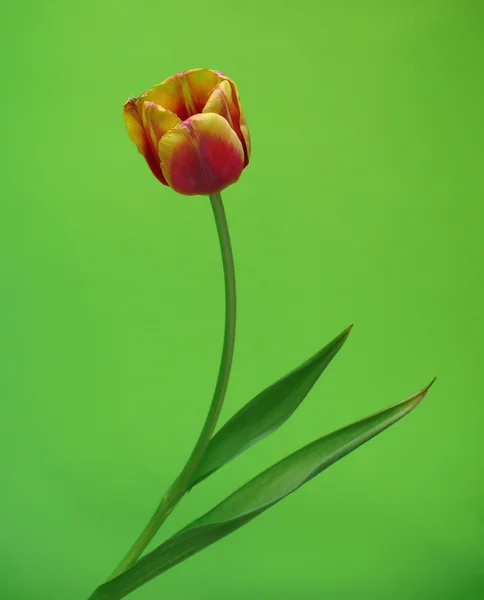 Тюльпан на зеленом — стоковое фото