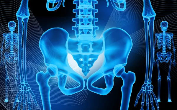 Human pelvis and skeleton — Stock Photo, Image