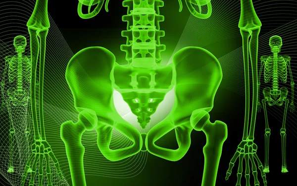 人类骨盆和骨架 — 图库照片
