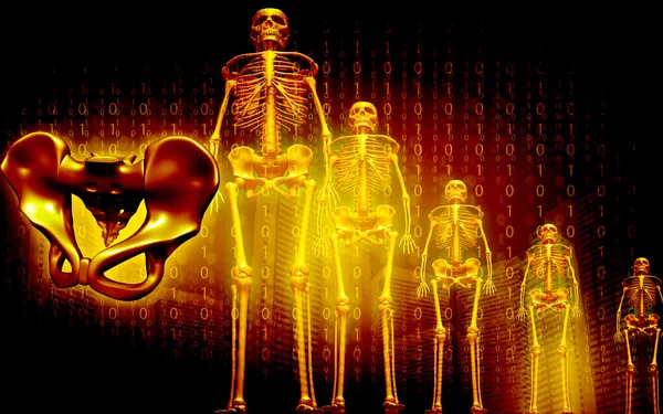 Skeleton and human pelvis — Stock Photo, Image