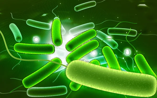 Coli bactérias — Fotografia de Stock