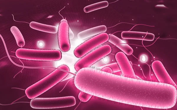 Бактерии коли — стоковое фото