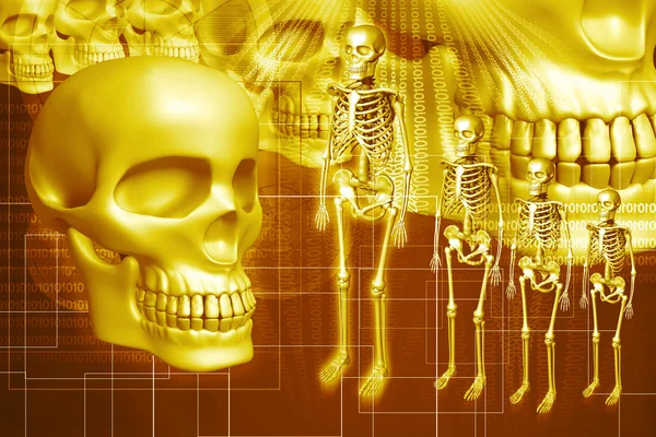 Skelett und menschlicher Schädel — Stockfoto