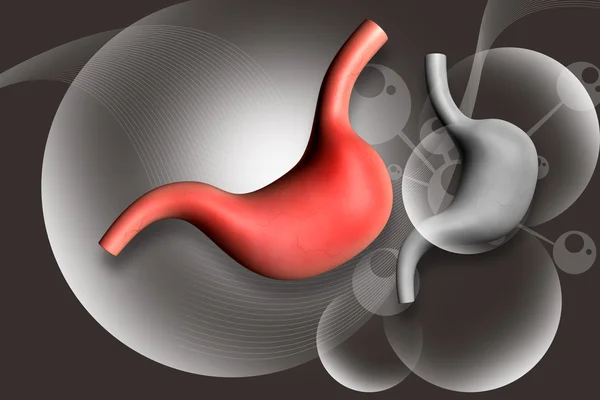 ヒト胃 — ストック写真