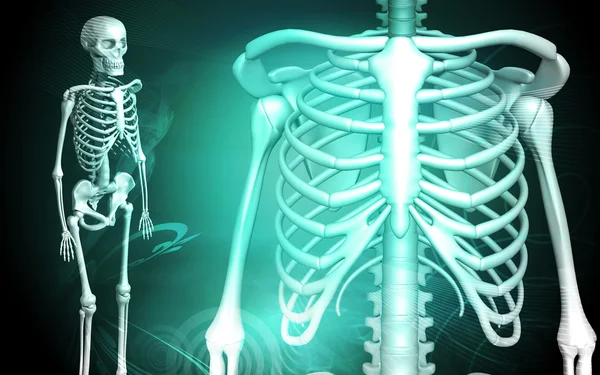 Esqueleto y costilla humana —  Fotos de Stock