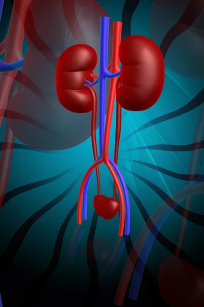 Human kidney — Stock Photo, Image