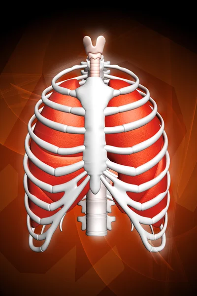 Menselijke longen en rib — Stockfoto