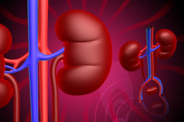 Human kidney — Stock Photo, Image