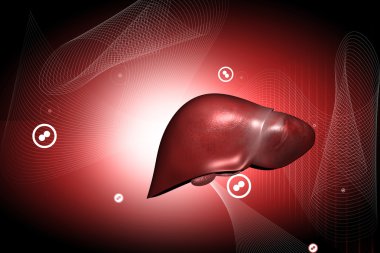 Liver clipart