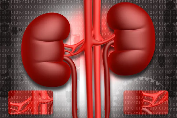 stock image Human kidney
