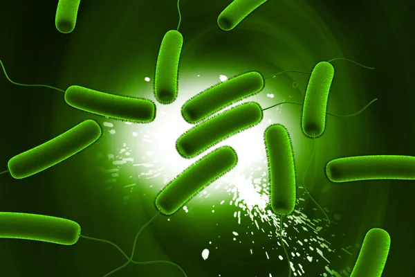 대장균 박테리아 — 스톡 사진