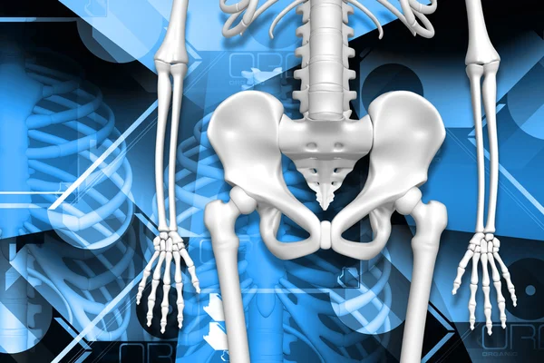 Digital illustration of human pelvis and skeleton in color background — Stock Photo, Image