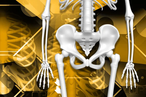 数码插画的人类的骨盆和骨架的颜色背景 — 图库照片