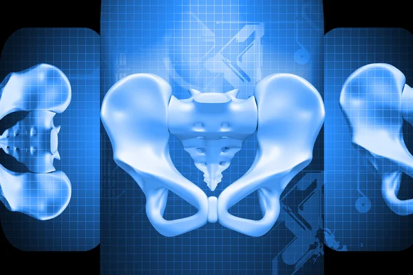 Digital illustration of human pelvis in color background — Stock Photo, Image