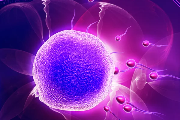 Human sperm cells trying to reach an human ovum — Stock Photo, Image