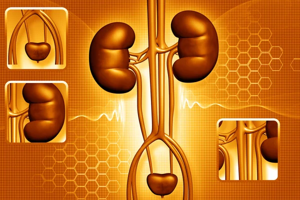 Digitale Illustration der 3D-Darstellung menschlicher Nieren im farbigen Hintergrund — Stockfoto