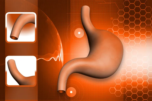 Цифровая иллюстрация 3d человеческого желудка в цвете фона — стоковое фото