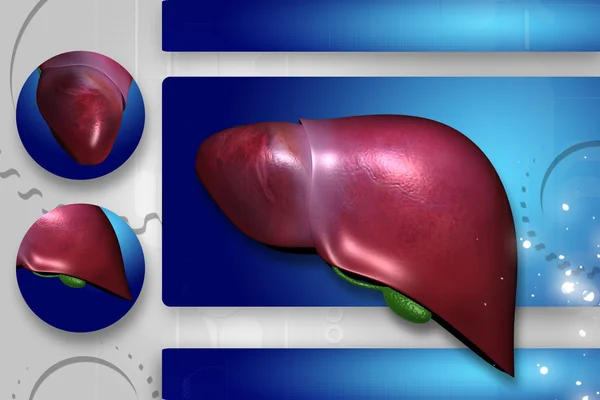 Altamente qualidade de renderização de fígado em fundo de cor — Fotografia de Stock