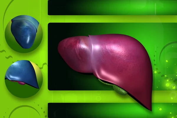 Alta calidad de la representación del hígado en el fondo de color —  Fotos de Stock