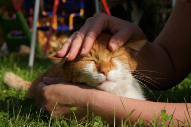 kedi kadın tarafından okşadı