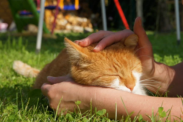 stock image Cat being caressed by woman