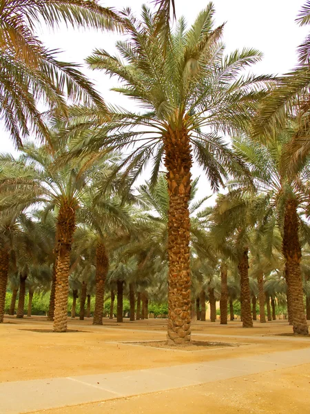 Giardino delle palme — Foto Stock
