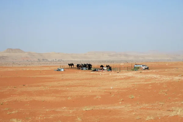 stock image Herd of camels