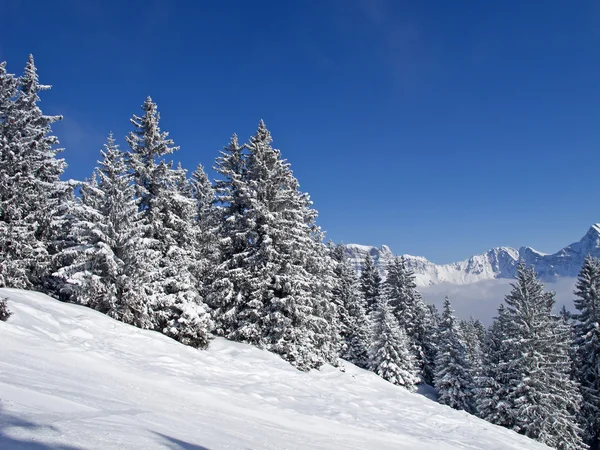 Vinter i Alperna Stockbild
