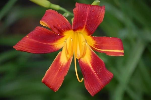 Turuncu kırmızı çiçek — Stok fotoğraf