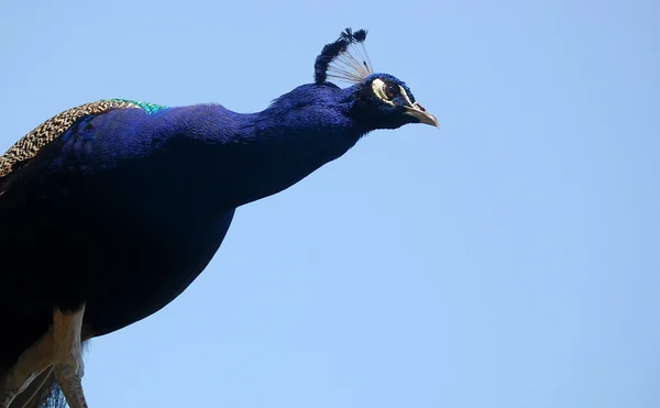 Peacock bakgrund — Stockfoto