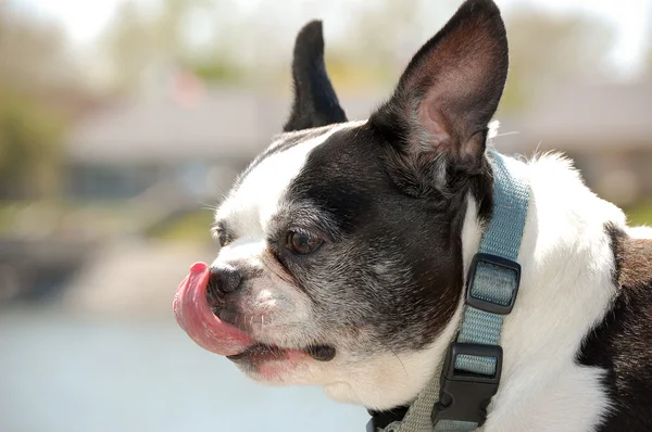 Boston Terrier leckt sich die Nase — Stockfoto
