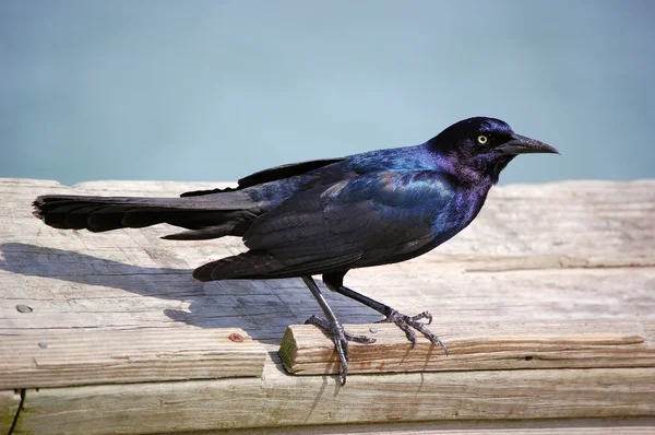 Black Bird — Stock Photo, Image