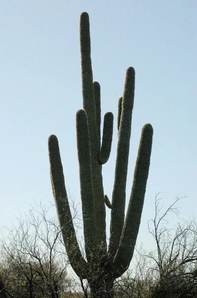 Kaktus hand.jpg — Zdjęcie stockowe