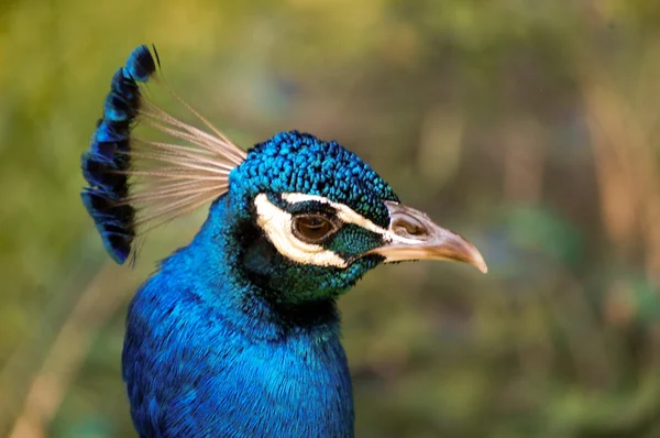Mr. Peacock — Stok fotoğraf