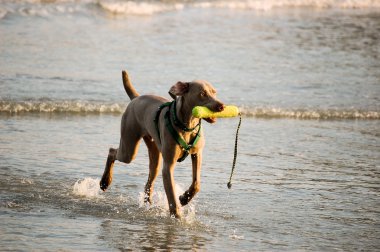 Köpek suda oynuyor.