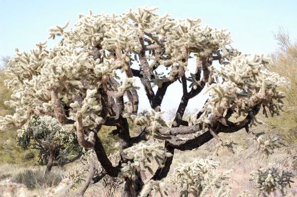 亚利桑那州沙漠仙人掌树 — 图库照片
