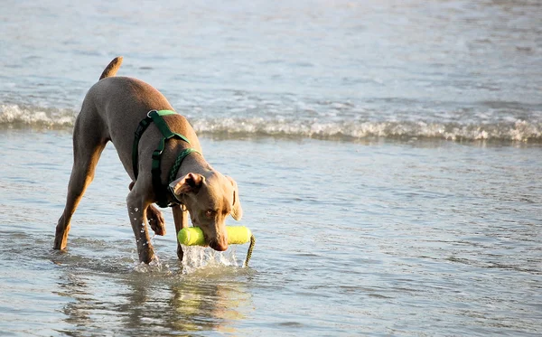 Brązowy pies gry pobrania na plaży — Zdjęcie stockowe