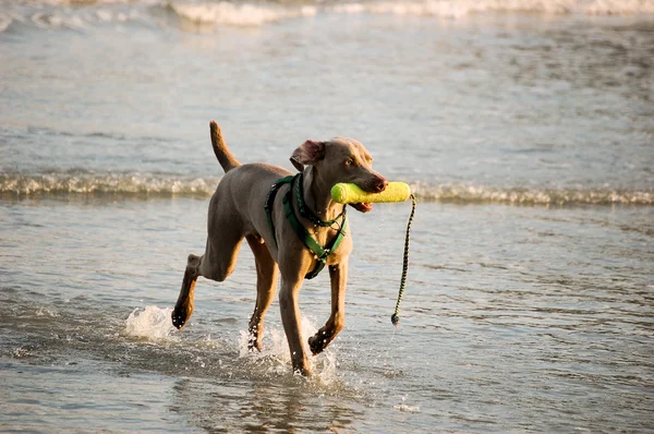 Perro jugando en el agua —  Fotos de Stock