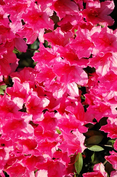 Flori roz fierbinte — Fotografie, imagine de stoc
