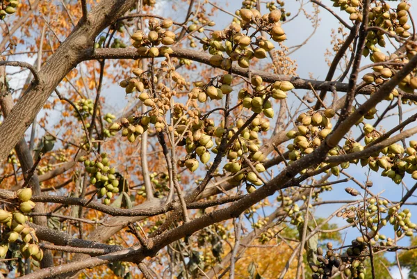 Nueces en los árboles —  Fotos de Stock