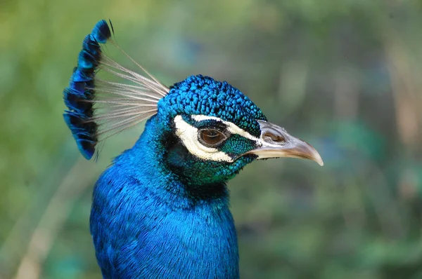 Peacock Stare — Stockfoto